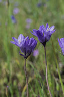 صورة Dichelostemma capitatum (Benth.) Alph. Wood