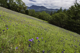 صورة Dichelostemma capitatum (Benth.) Alph. Wood