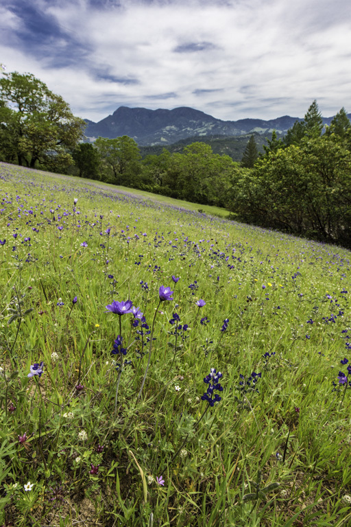 صورة Dichelostemma capitatum (Benth.) Alph. Wood