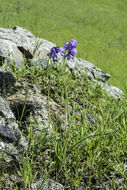 صورة Dichelostemma capitatum (Benth.) Alph. Wood