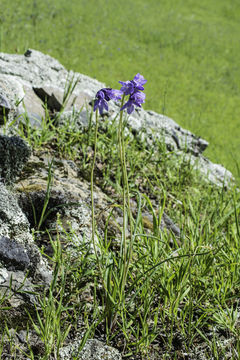 صورة Dichelostemma capitatum (Benth.) Alph. Wood