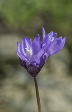 صورة Dichelostemma capitatum (Benth.) Alph. Wood