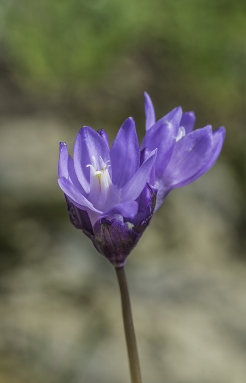 صورة Dichelostemma capitatum (Benth.) Alph. Wood