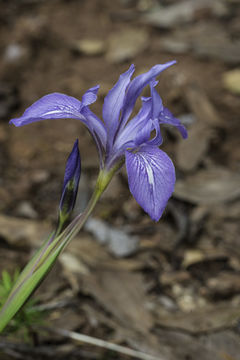 Image of bowltube iris