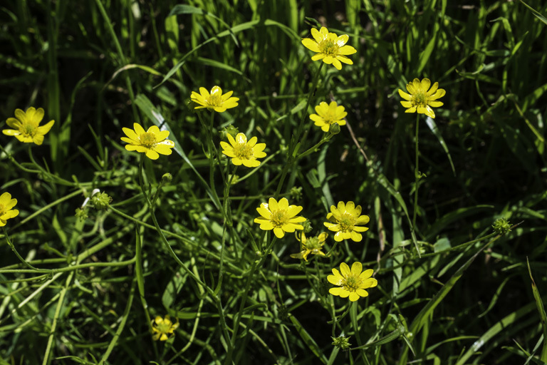 Image of California buttercup