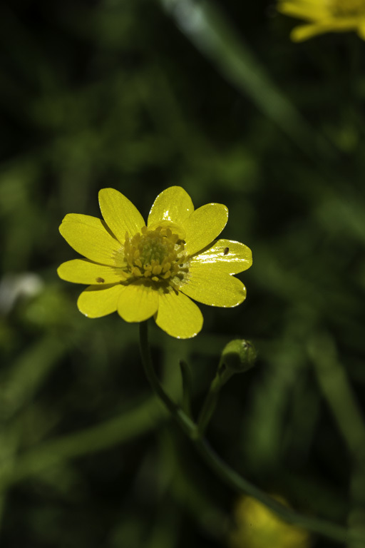 Image de Ranunculus californicus Benth.