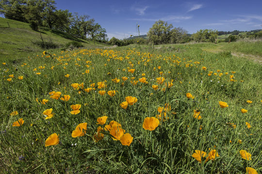 Imagem de Eschscholzia californica Cham.