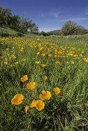 Imagem de Eschscholzia californica Cham.