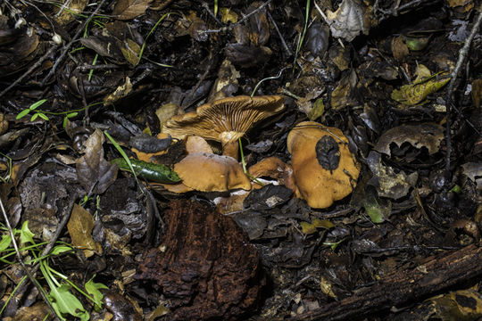 Image of Lactarius rubidus (Hesler & A. H. Sm.) Methven 2013