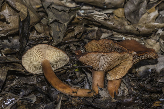 Image of Lactarius rubidus (Hesler & A. H. Sm.) Methven 2013