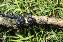 Image of Black Witches' Butter