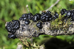 Image of Black Witches' Butter