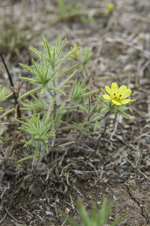 Image of Fitches Spikeweed