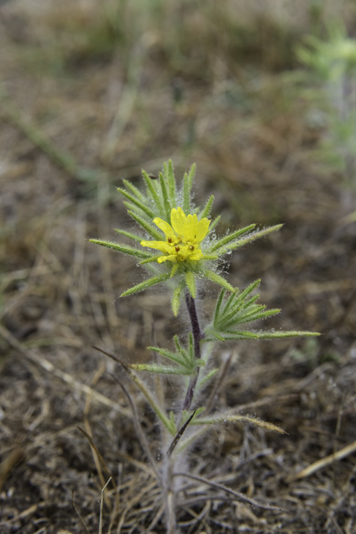 Image of Fitches Spikeweed