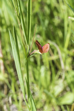 Image of Round-seeded Vetchling