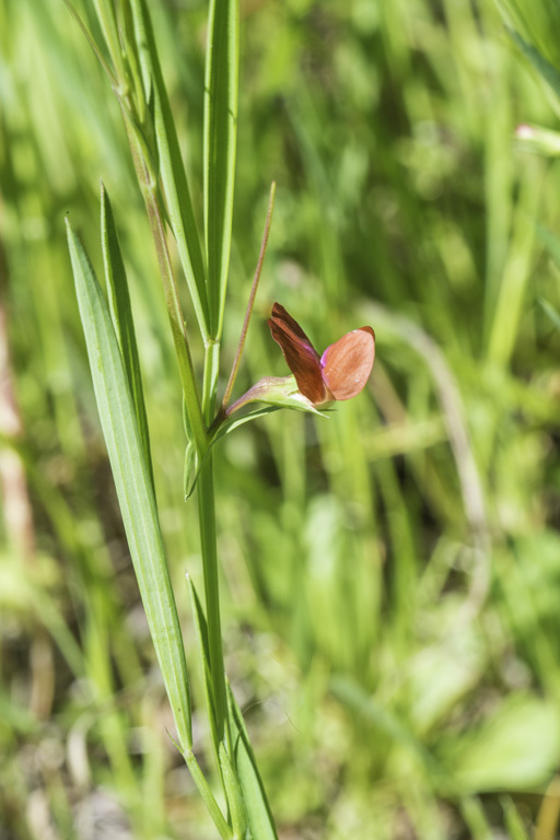 Lathyrus sphaericus Retz. resmi