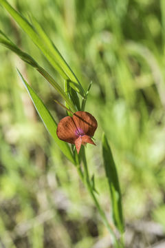 Image of Round-seeded Vetchling