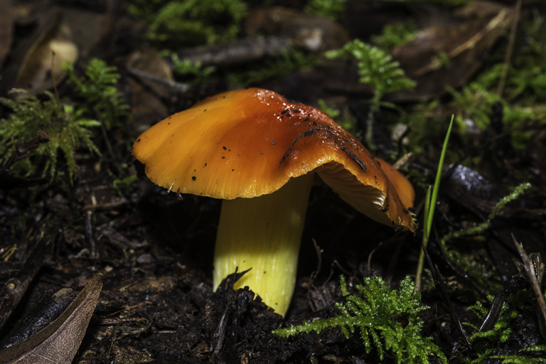 Image of Scarlet Waxy Cap