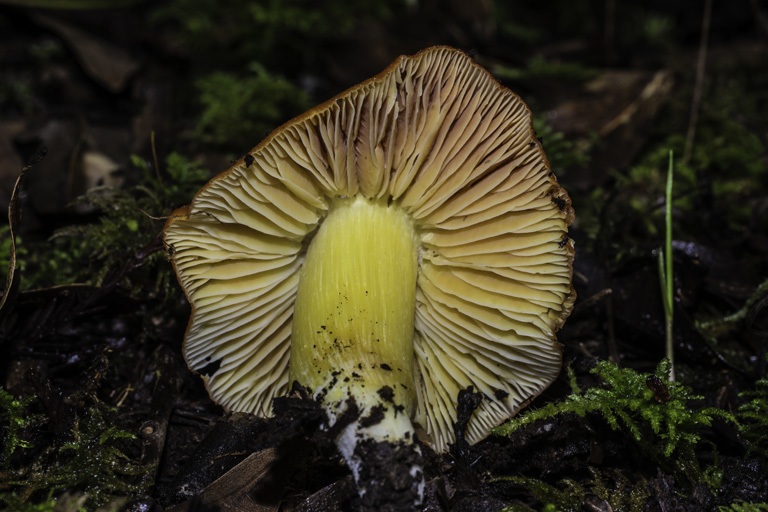 Image of Scarlet Waxy Cap