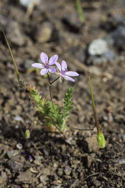 Image of Common Stork's-bill