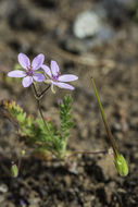 Image of Common Stork's-bill