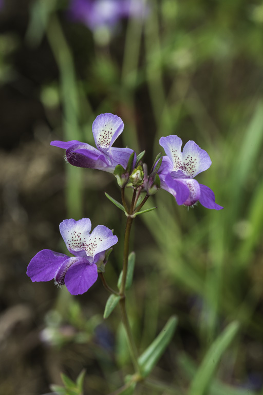 Image of spinster's blue eyed Mary