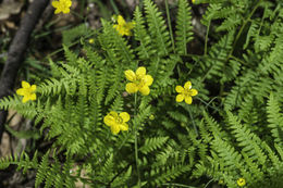 Imagem de Ranunculus occidentalis Nutt.