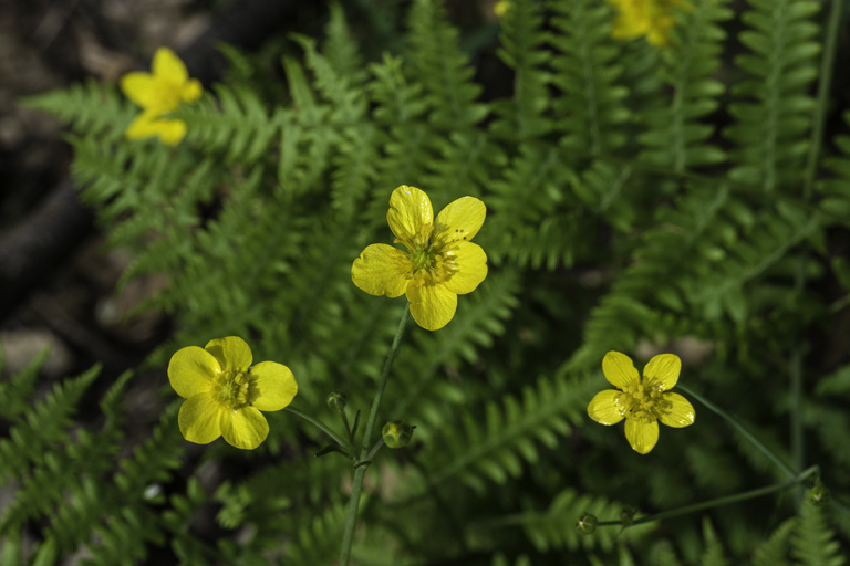 Imagem de Ranunculus occidentalis Nutt.