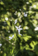 Image of San Francisco woodland-star