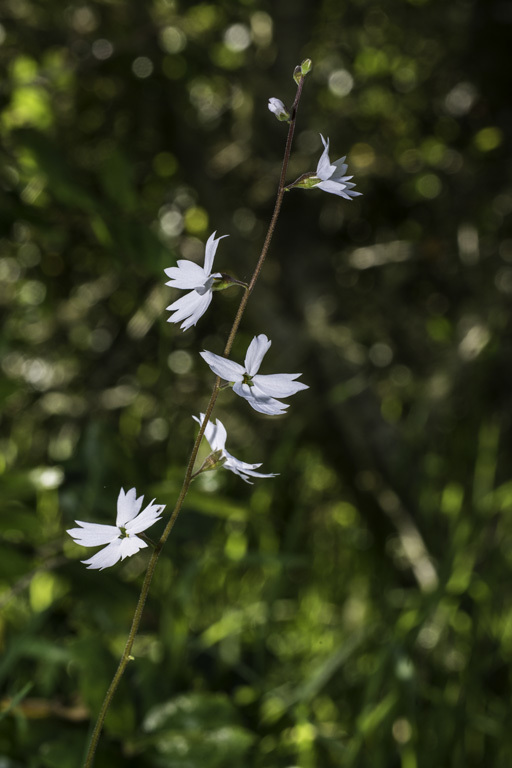 Image of San Francisco woodland-star