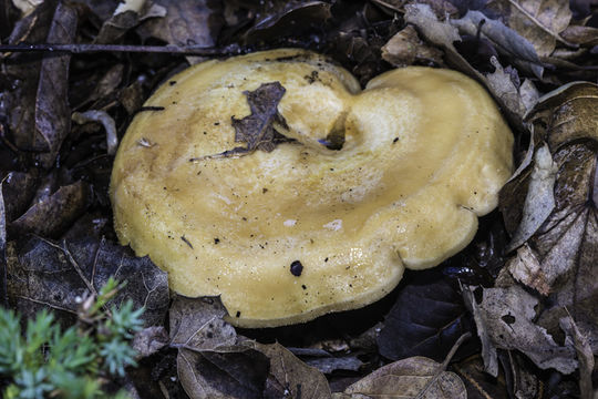 Image of Lactarius xanthogalactus Peck 1907