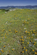 Imagem de Eschscholzia californica Cham.