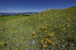 Imagem de Eschscholzia californica Cham.