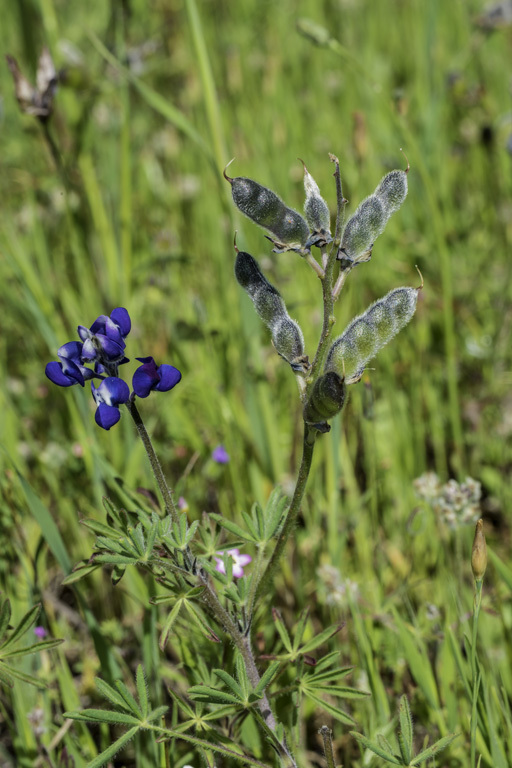 Image de Lupinus bicolor Lindl.