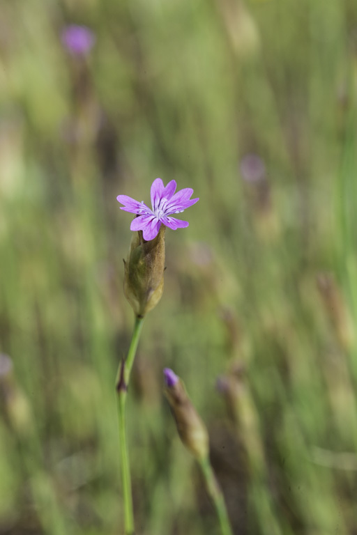 Image of hairypink