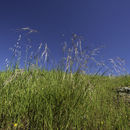 Image of purple needlegrass