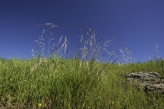 Image of purple needlegrass