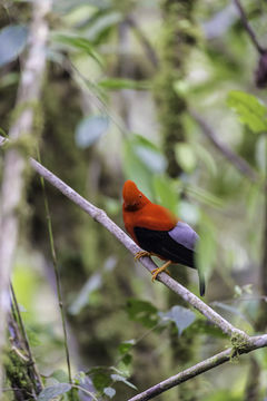 Image of Andean Cock-of-the-rock