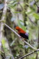 Rupicola peruvianus (Latham 1790) resmi