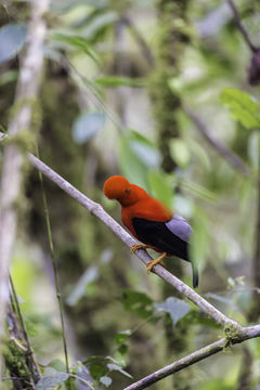 Image of Andean Cock-of-the-rock