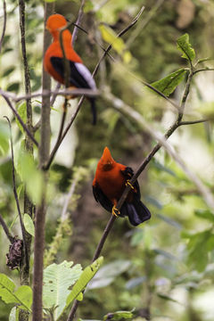 Image of Andean Cock-of-the-rock