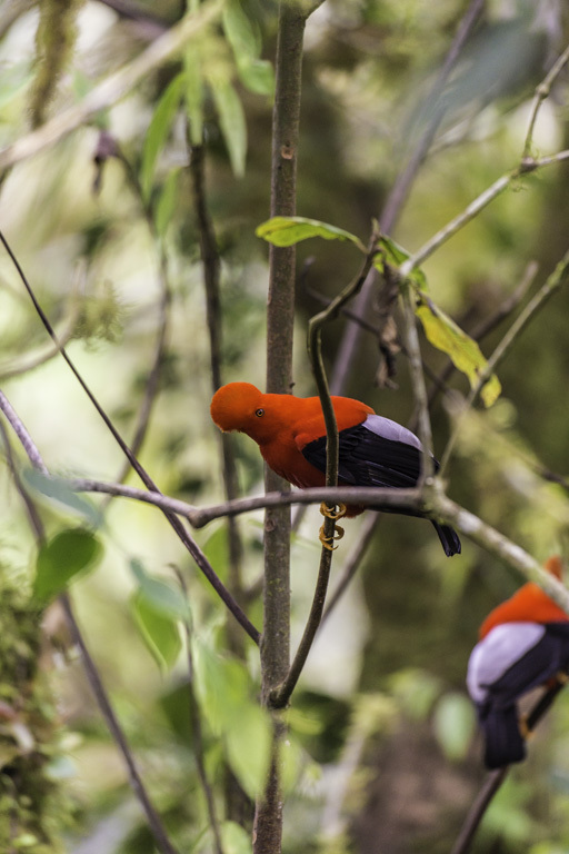 Rupicola peruvianus (Latham 1790) resmi