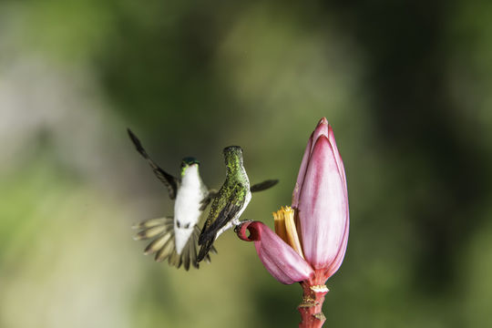 Image of <i>Amazilia franciae</i>