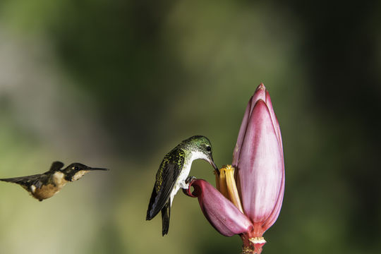 Image of <i>Amazilia franciae</i>