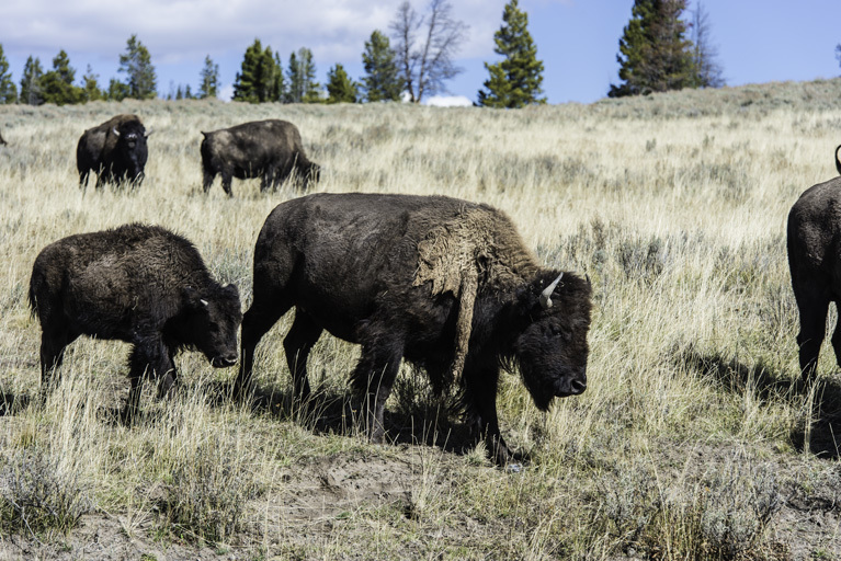 Image of American Bison