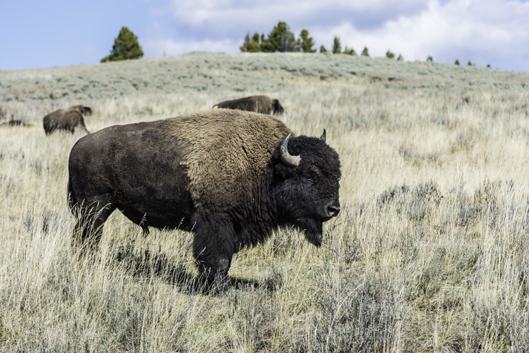 Image of American Bison