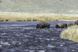 Image of American Bison