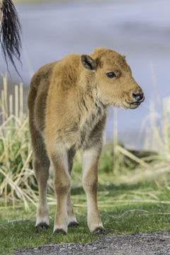 Image of American Bison