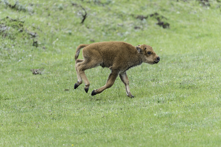 Image of American Bison