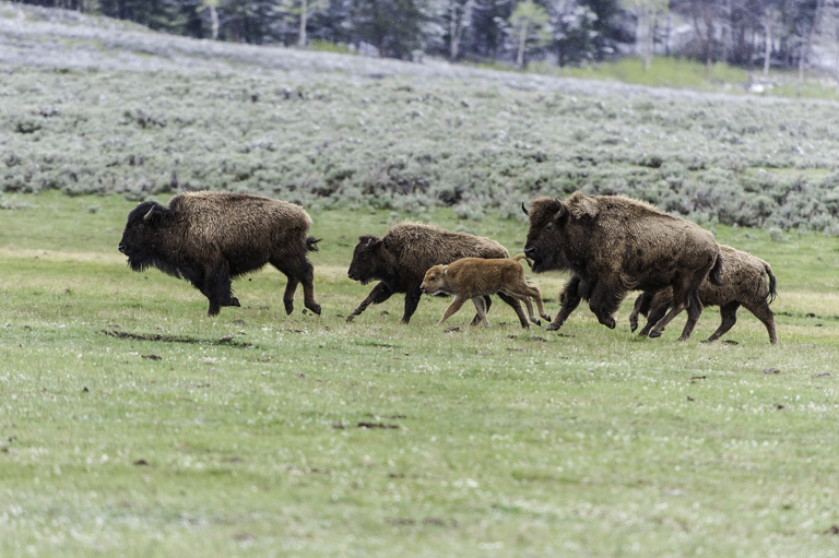 Image of American Bison